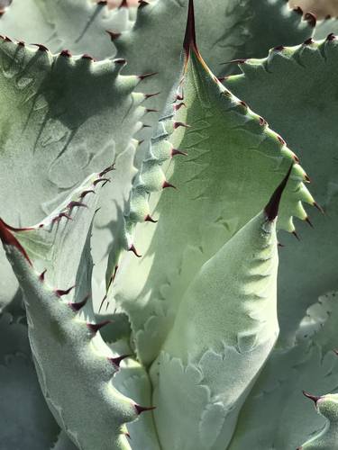 Cactus Dance thumb