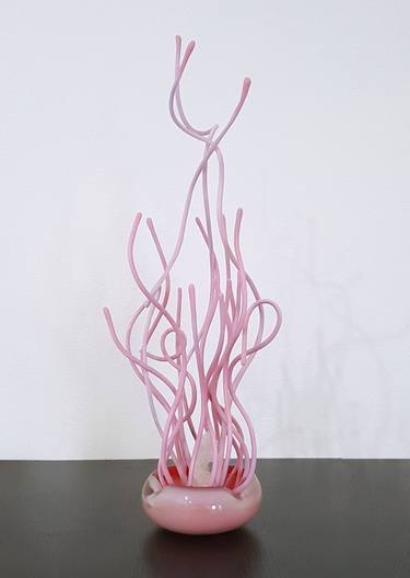 Drymonema Larsonii: "Pink Meanie" Jellyfish  (for sale locally) thumb