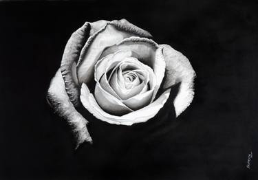 Original Photorealism Floral Drawings by Sripriya Mozumdar