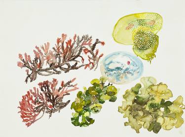 Print of Nature Paintings by Susanne Ruccius