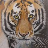 Tiger by Jacob Lucas