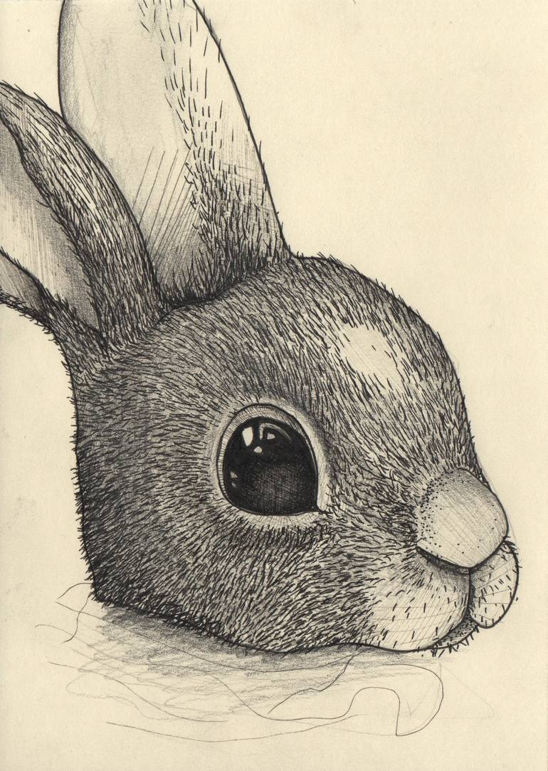 Rabbit eyes Drawing by Arjan Winkelaar