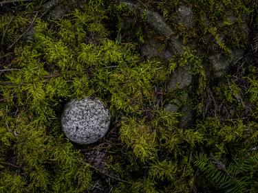 Print of Abstract Botanic Photography by John McFetrick