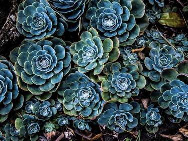 Print of Abstract Still Life Photography by John McFetrick