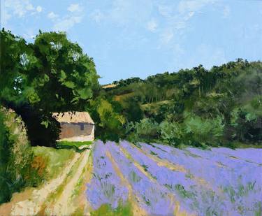 Lavender field with shed thumb