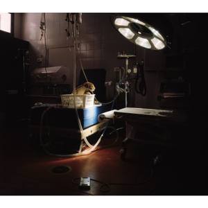 the zoo #1