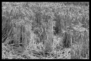 Wheat Field thumb