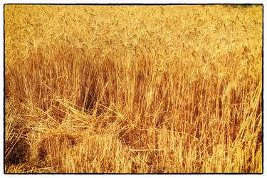 Golden wheat field thumb