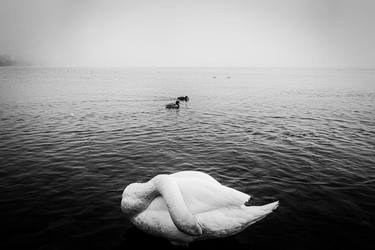 Print of Minimalism Animal Photography by Zsolt Repasy