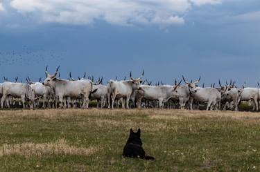 Shepherd dog is guarding the grey cattle in Hortobagy - Limited Edition 1 of 10 thumb