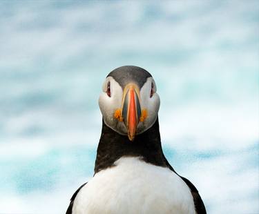 Print of Animal Photography by Piet de Winter