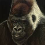 Collection Pissed off Primates