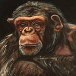 Collection Pissed off Primates