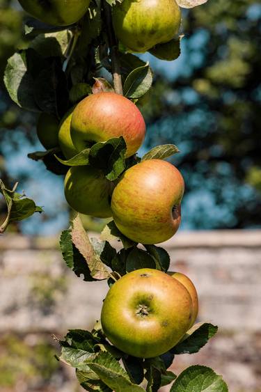 Original Contemporary Garden Photography by Guy Sargent