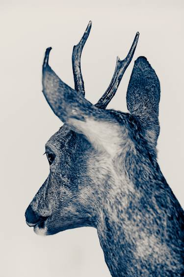 Original Abstract Animal Photography by Guy Sargent