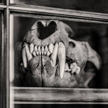 Original Black & White Animal Photography by Guy Sargent