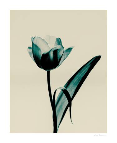 Tulipa - Limited Edition of 25 thumb