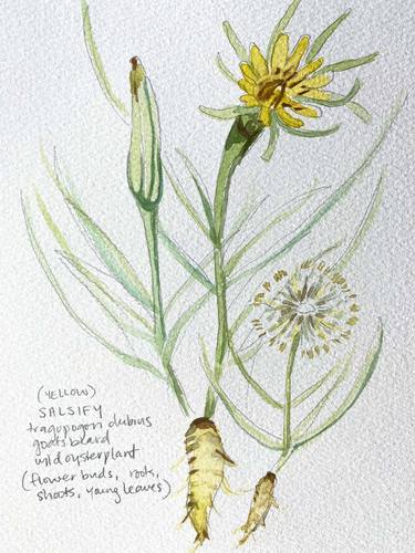 Print of Documentary Botanic Paintings by Hannah Dean