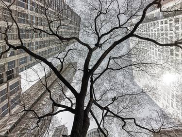 Chicago Tree-of-life thumb