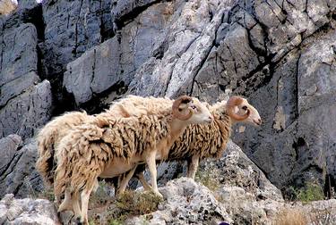 Rams from Rhodes thumb