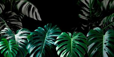 MONSTERA DELICIOSA I thumb