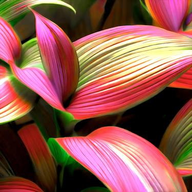 TRADESCANTIA ZEBRINE VIII thumb