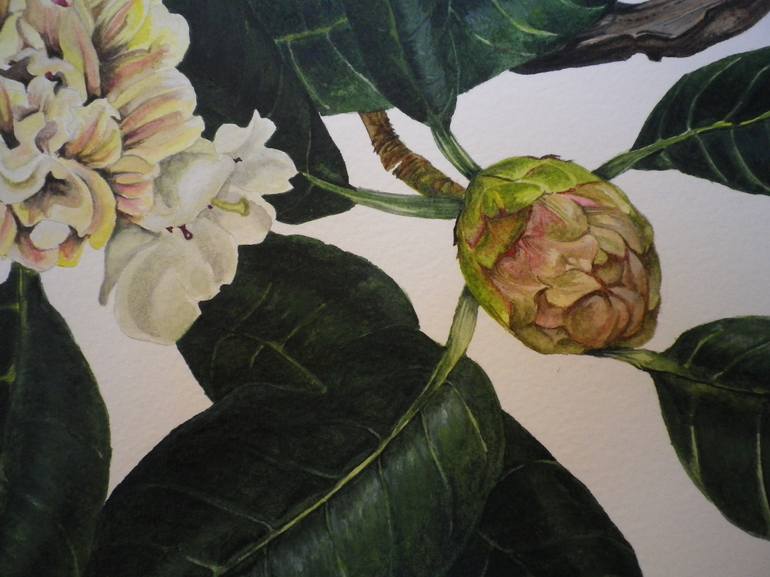 Original Botanic Painting by Jane Galvin