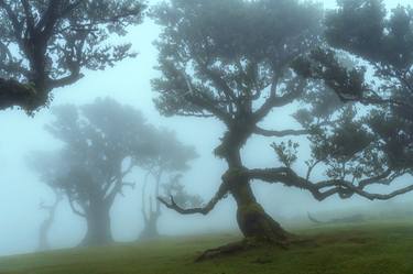 The Ents Living Creatures of Fanal - Queen of Ents thumb