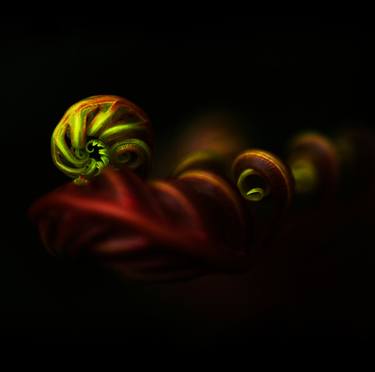 Original Abstract Floral Photography by Jenny Rainbow