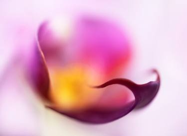 Original Floral Photography by Jenny Rainbow