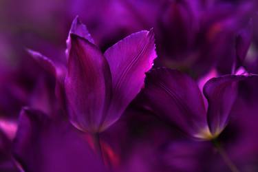 Original Expressionism Floral Photography by Jenny Rainbow