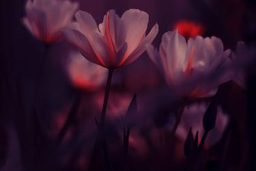 Original Abstract Expressionism Floral Photography by Jenny Rainbow