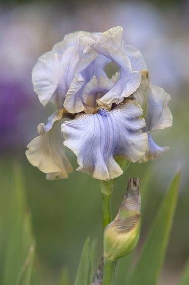 Original Contemporary Floral Photography by Jenny Rainbow