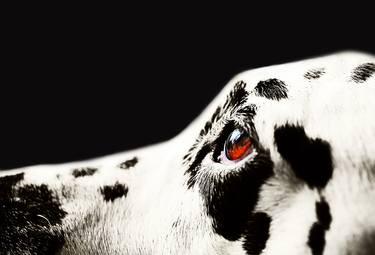 The Amber Eye. Kokkie. Dalmation Dog - Limited Edition 20 of 20 thumb