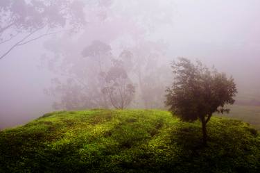 Ghost Tree In The Haunted Forest. Nuwara Eliya. Sri Lanka - Limited Edition 20 of 20 thumb