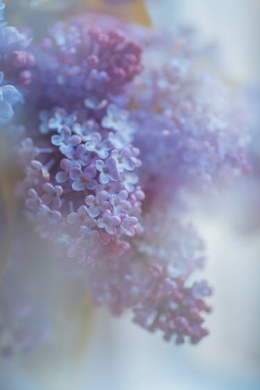 Original Floral Photography by Jenny Rainbow