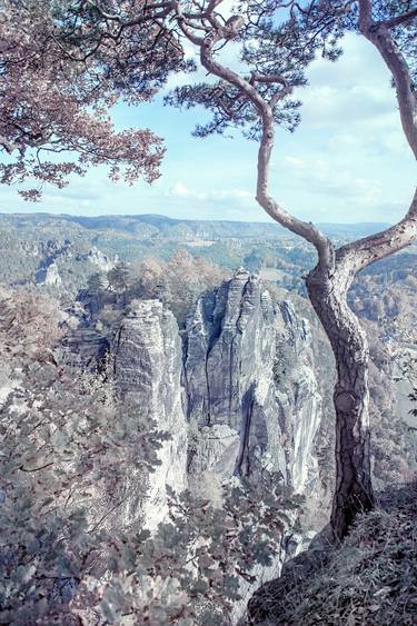 Original Conceptual Tree Photography by Jenny Rainbow