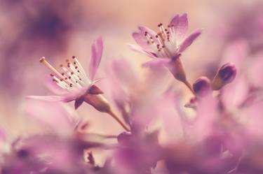 Original Fine Art Floral Photography by Jenny Rainbow