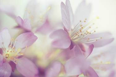 Original Fine Art Floral Photography by Jenny Rainbow