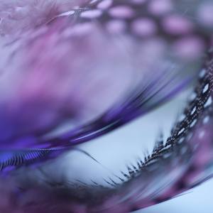 Collection Feathers - Abstract Macro Photography