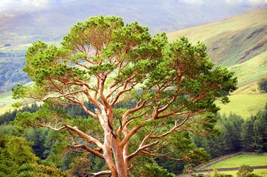 Mountain Pine Tree In Wicklow. Ireland - Limited Edition 20 of 20 thumb
