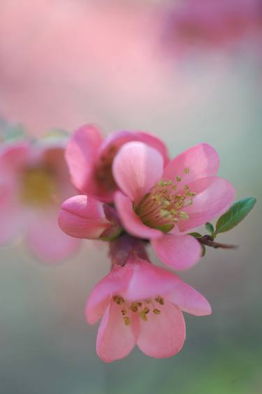 Original Fine Art Floral Photography by Jenny Rainbow