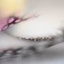 Collection Feathers - Abstract Macro Photography
