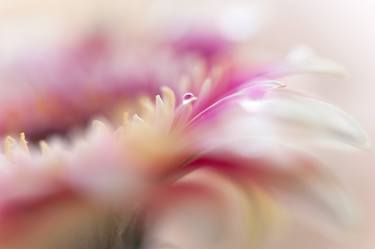 Original Abstract Floral Photography by Jenny Rainbow