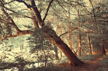 Original Fine Art Tree Photography by Jenny Rainbow