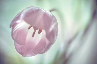 Original Floral Photography by Jenny Rainbow