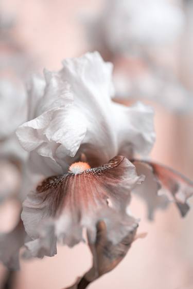 Original Fine Art Floral Photography by Jenny Rainbow