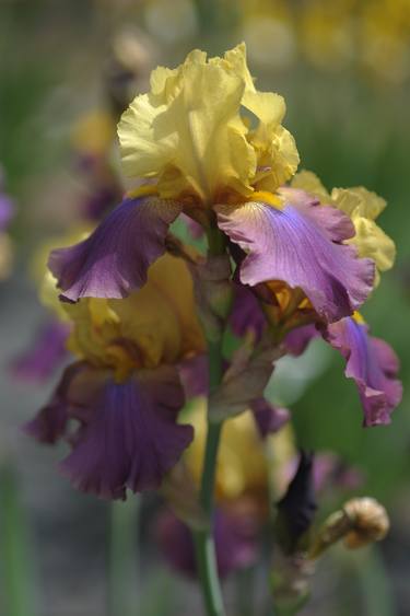 Original Fine Art Floral Photography by Jenny Rainbow