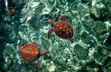 Fragile Underwater World. Sea Turtles in Crystal Water thumb