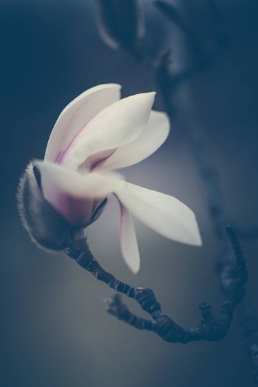 Zen Magnolia Flower Boho Style thumb